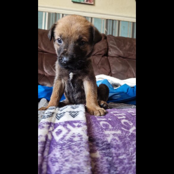 Belgian Shepherd Dog (Groenendael) - Both