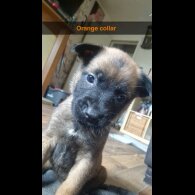 Belgian Shepherd Dog (Groenendael) - Both