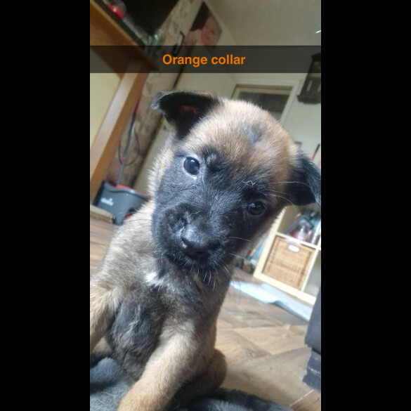 Belgian Shepherd Dog (Groenendael) - Both