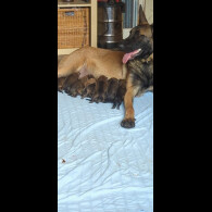 Belgian Shepherd Dog (Groenendael) - Both