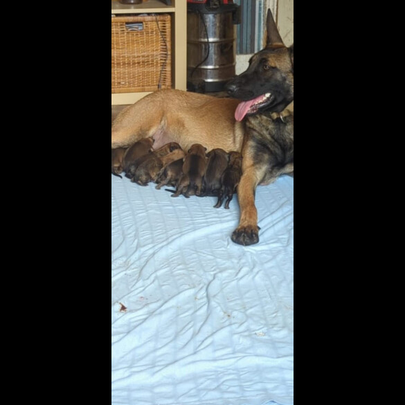 Belgian Shepherd Dog (Groenendael) - Both