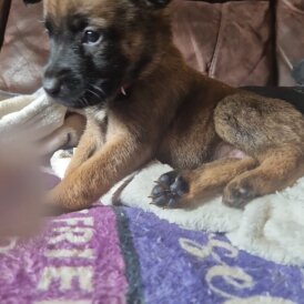 Belgian Shepherd Dog (Groenendael) - Both