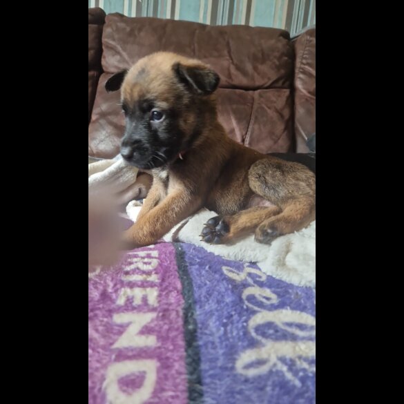 Belgian Shepherd Dog (Groenendael) - Both