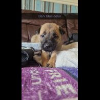 Belgian Shepherd Dog (Groenendael) - Both
