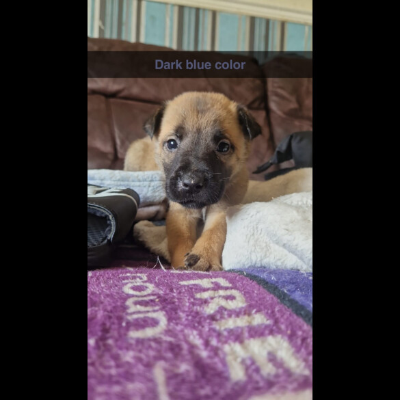 Belgian Shepherd Dog (Groenendael) - Both