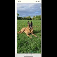 Belgian Shepherd Dog (Groenendael) - Dogs