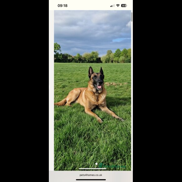 Belgian Shepherd Dog (Groenendael) - Dogs