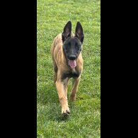 Belgian Shepherd Dog (Groenendael) - Dogs