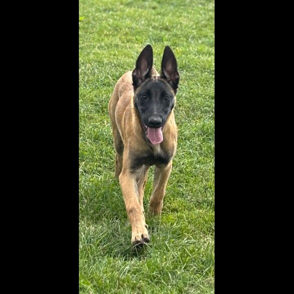 Belgian Shepherd Dog (Groenendael) - Dogs