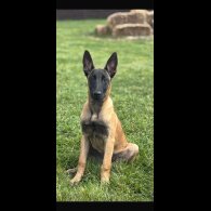 Belgian Shepherd Dog (Groenendael) - Dogs