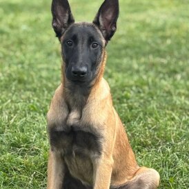 Belgian Shepherd Dog (Groenendael) - Dogs