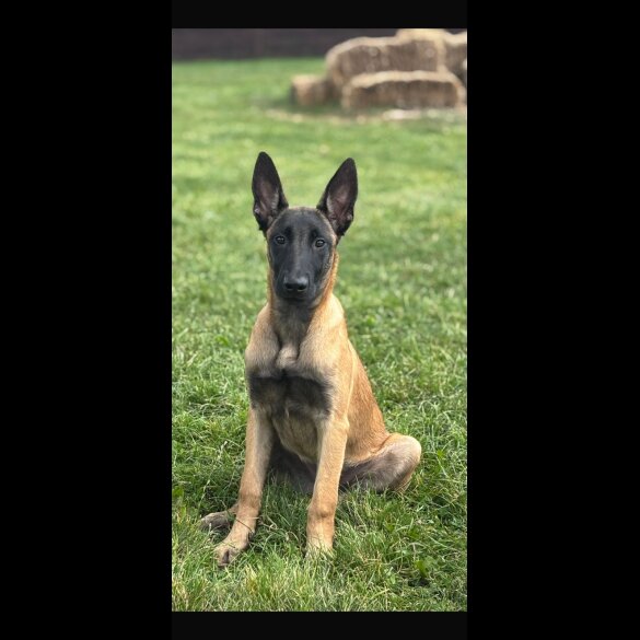 Belgian Shepherd Dog (Groenendael) - Dogs