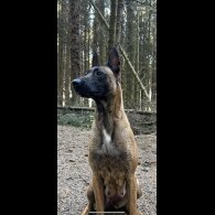 Belgian Shepherd Dog (Groenendael) - Dogs