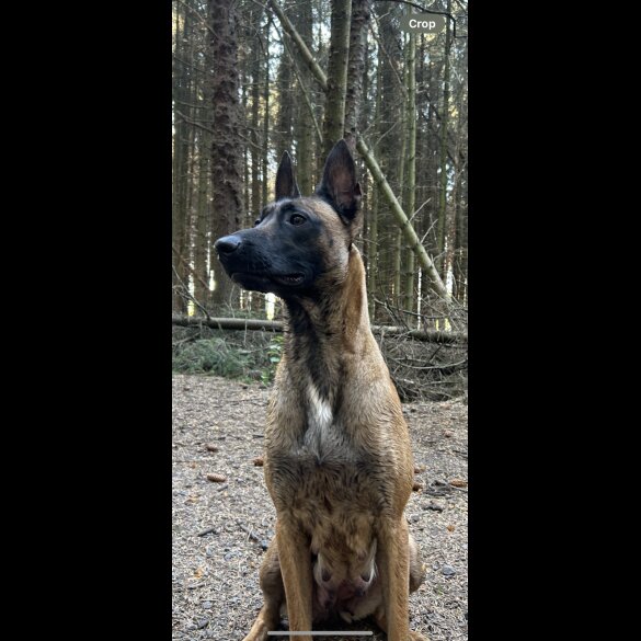 Belgian Shepherd Dog (Groenendael) - Dogs