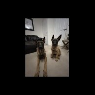 Belgian Shepherd Dog (Groenendael) - Dogs