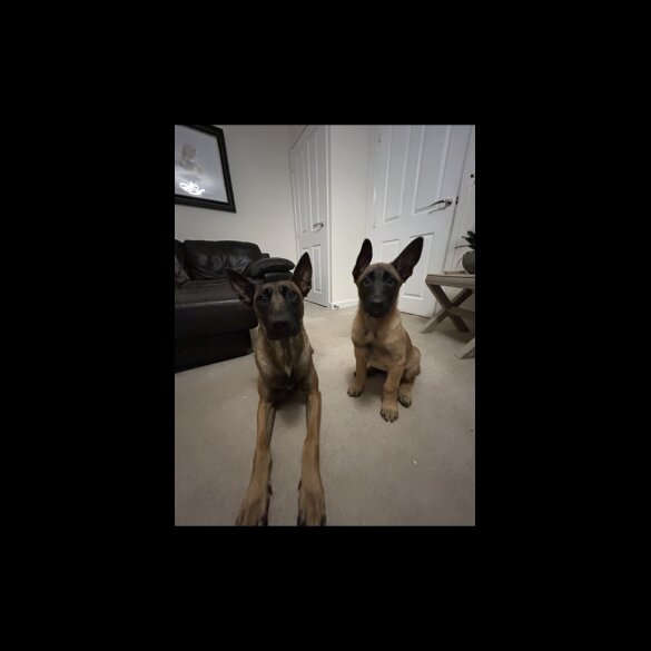 Belgian Shepherd Dog (Groenendael) - Dogs
