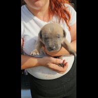 Belgian Shepherd Dog (Tervuren) - Both