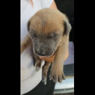 Belgian Shepherd Dog (Tervuren) - Both