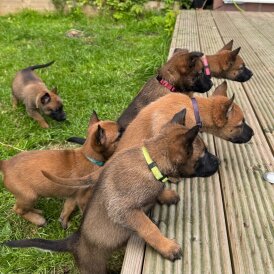 Belgian Shepherd Dog (Groenendael) - Both