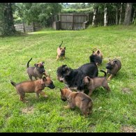 Belgian Shepherd Dog (Groenendael) - Both