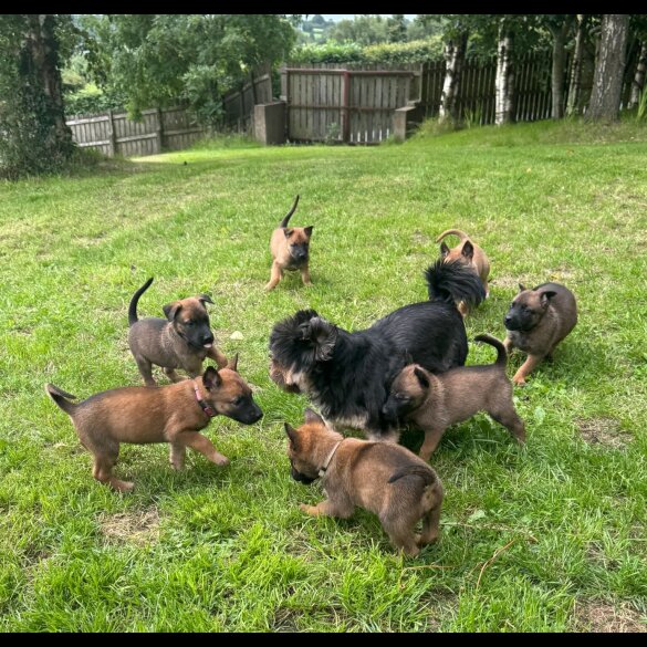 Belgian Shepherd Dog (Groenendael) - Both