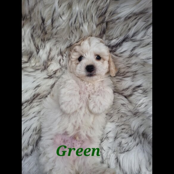 Bichon Frise - Both