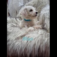 Bichon Frise - Both
