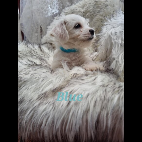 Bichon Frise - Both