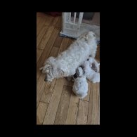 Bichon Frise - Both