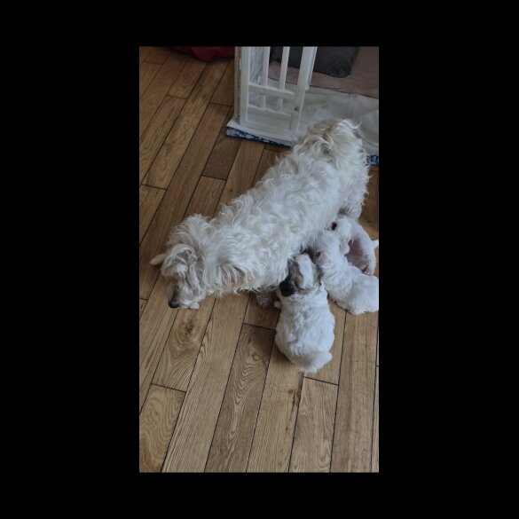 Bichon Frise - Both