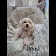 Bichon Frise - Both