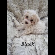 Bichon Frise - Both