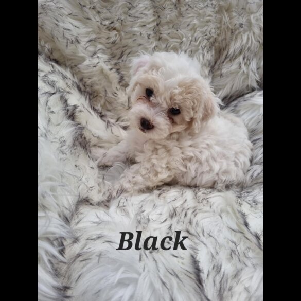 Bichon Frise - Both