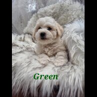 Bichon Frise - Both