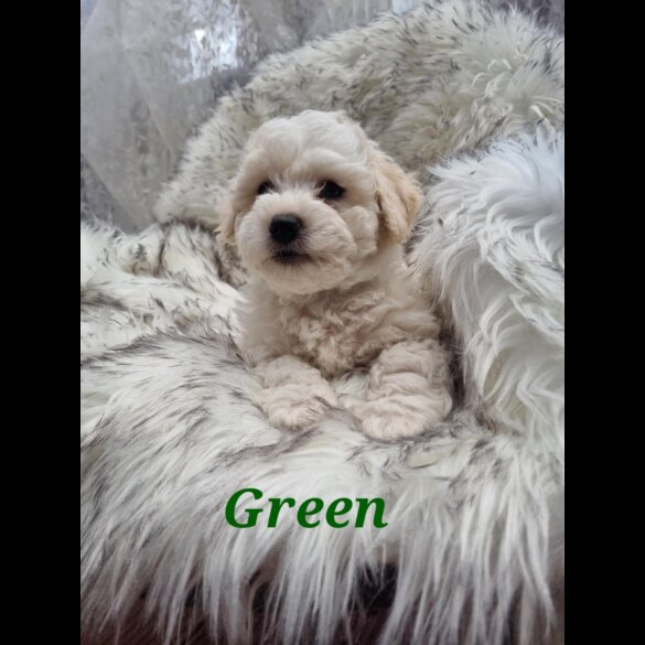 Bichon Frise - Both