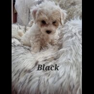Bichon Frise - Both