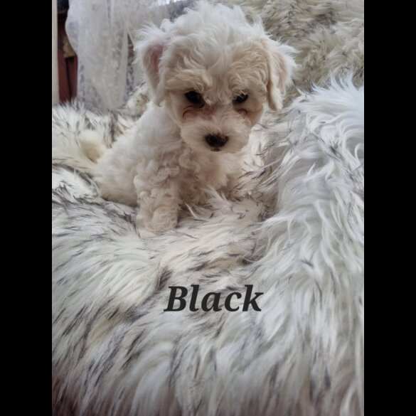 Bichon Frise - Both