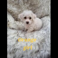 Bichon Frise - Both