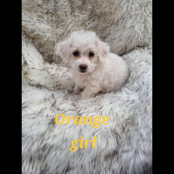 Bichon Frise - Both