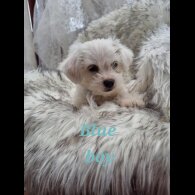 Bichon Frise - Both