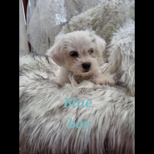 Bichon Frise - Both