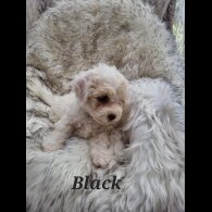 Bichon Frise - Both