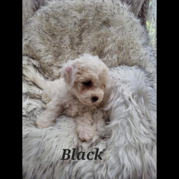 Bichon Frise - Both