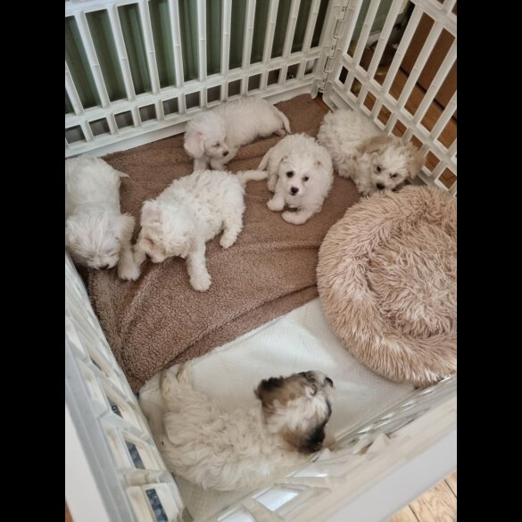 Bichon Frise - Both