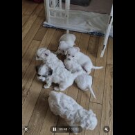 Bichon Frise - Both