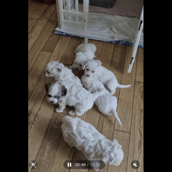 Bichon Frise - Both