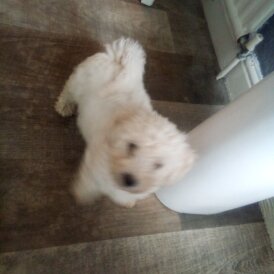 Bichon Frise - Dogs