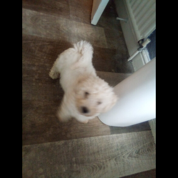 Bichon Frise - Dogs