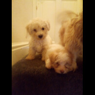 Bichon Frise - Dogs