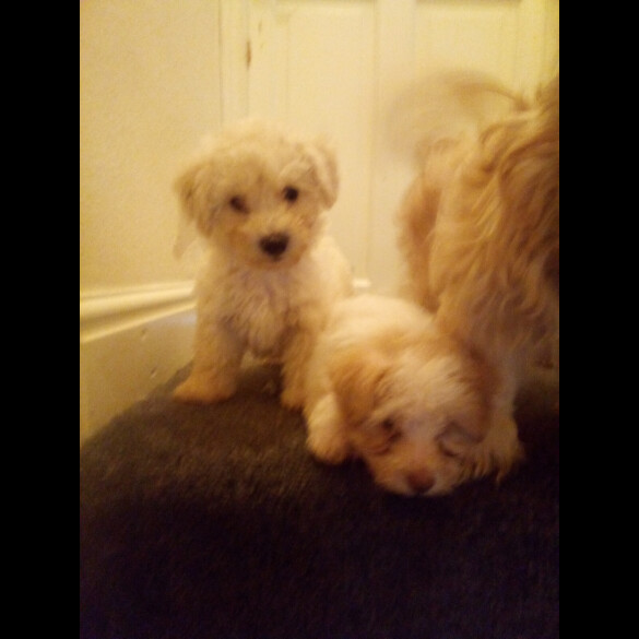 Bichon Frise - Dogs